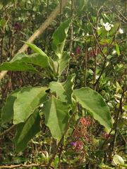 Verbesina crassiramea