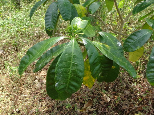 Image of Tabernaemontana alba by (c) Alexis López Hernández, some rights reserved (CC BY)