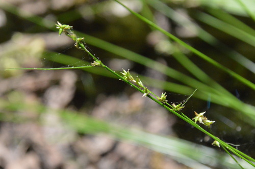 Image of Carex texensis by (c) Dan Johnson, some rights reserved (CC BY)