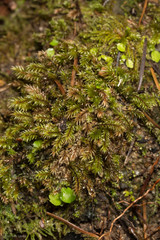 Pohlia longibracteata