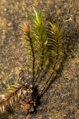 Pohlia longibracteata