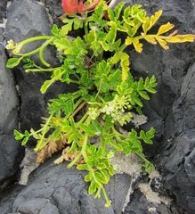 Apium prostratum filiforme