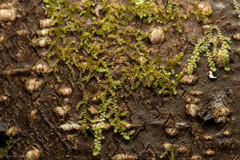 Frullania californica