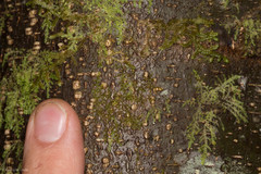 Frullania californica