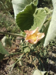 Callianthe pauciflora, photograph Luis Capeletti, CC0, iNaturalist via GBIF