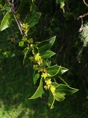 Maytenus ilicifolia