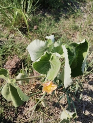 Callianthe pauciflora, photograph Luis Capeletti, CC0, iNaturalist via GBIF