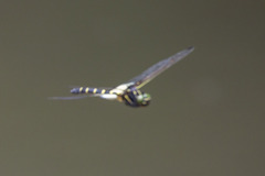 Chlorogomphus papilio