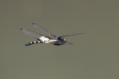 Chlorogomphus papilio