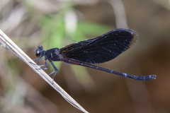 Euphaea masoni