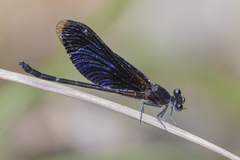 Euphaea masoni