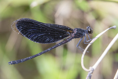 Euphaea masoni