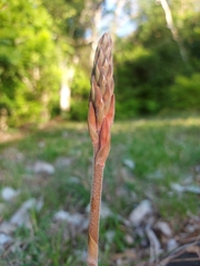 Sacoila lanceolata image