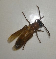 Provespa