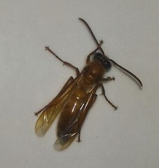Provespa