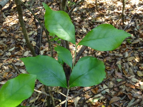 Image of Malpighia glabra by (c) Alexis López Hernández, some rights reserved (CC BY)