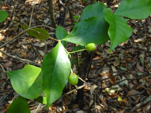 Image of Malpighia glabra by (c) Alexis López Hernández, some rights reserved (CC BY)