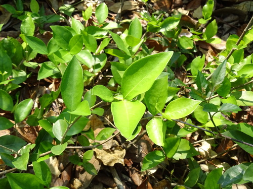 Image of Malpighia glabra by (c) Alexis López Hernández, some rights reserved (CC BY)