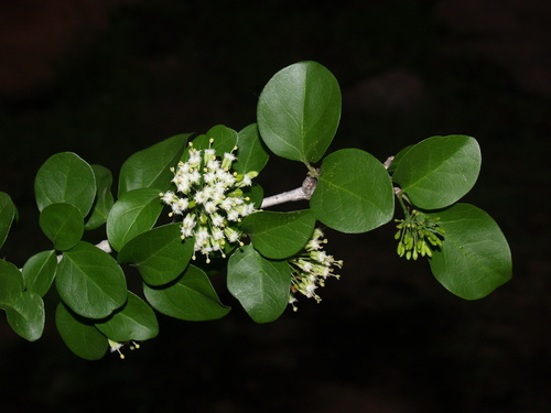 Canthium armatum image