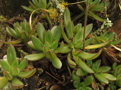 Echeveria bicolor