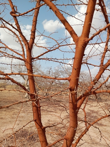 Thirsty Thorn