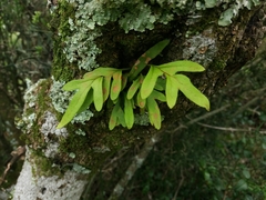 Pleopeltis pleopeltifolia