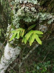 Pleopeltis pleopeltifolia
