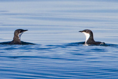 Synthliboramphus scrippsi