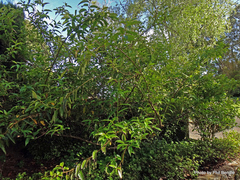Stachyurus