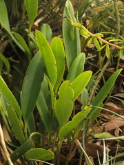 Stelis galeata