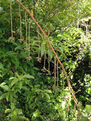 Stachyurus