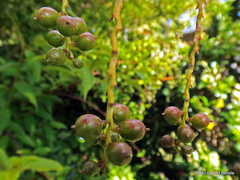 Stachyurus