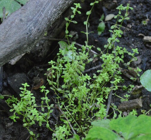 Mat Waterwort (Callitriche peploides)