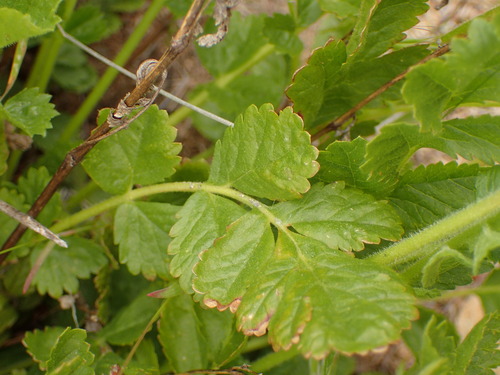 Image of Horkelia cuneata by (c) George Williams, some rights reserved (CC BY)