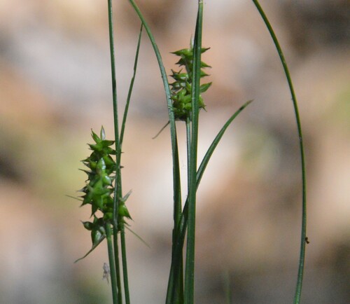 Image of Carex retroflexa by (c) Dan Johnson, some rights reserved (CC BY)