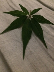 Vitex agnus-castus