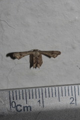 Antiplecta triangularis