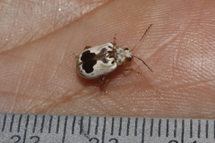 Acrocyum dorsalis