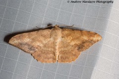 Luxiaria amasa