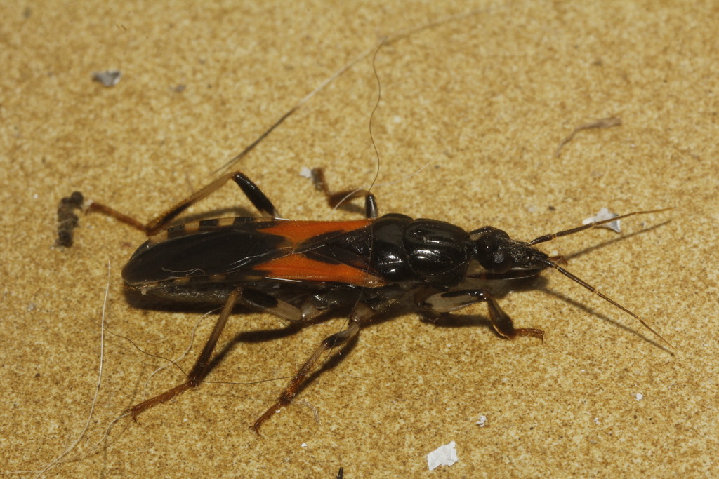 Sirthenea stria carinata