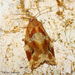 Variegated Golden Tortrix - Photo (c) Valter Jacinto, some rights reserved (CC BY-NC-SA)