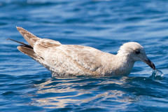 Larus glaucoides thayeri