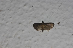 Marasmia cochrusalis