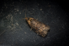Cryptoptila australana
