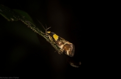 Epithymema helias