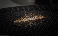 Nacoleia amphicedalis
