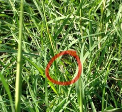 Chlorochlamys chloroleucaria