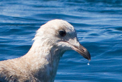 Larus glaucoides thayeri
