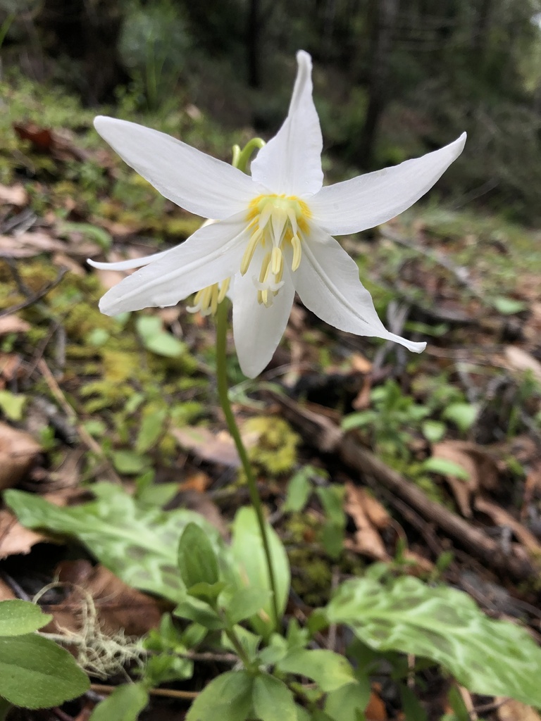 Erythronium revolutum, Humboldt County, US-CA, US