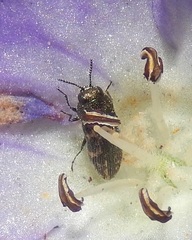 Acmaeodera